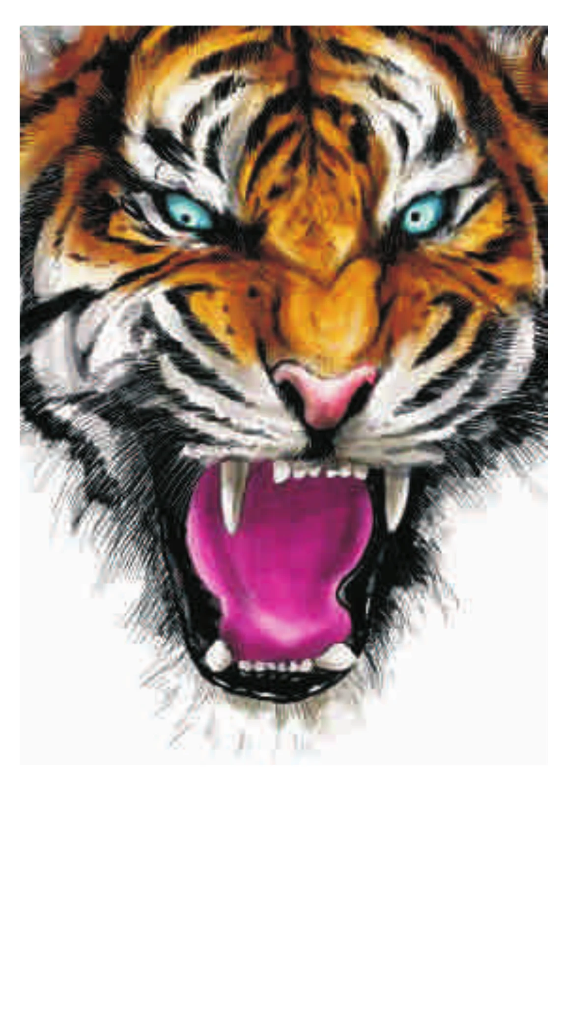 Bengal Tiger Furious Roar White Canvas